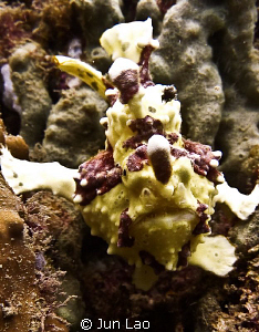 Potato head- Antennarius maculatus by Jun Lao 